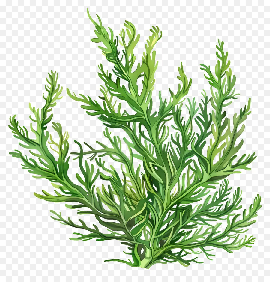 роголистника，Seaweed PNG