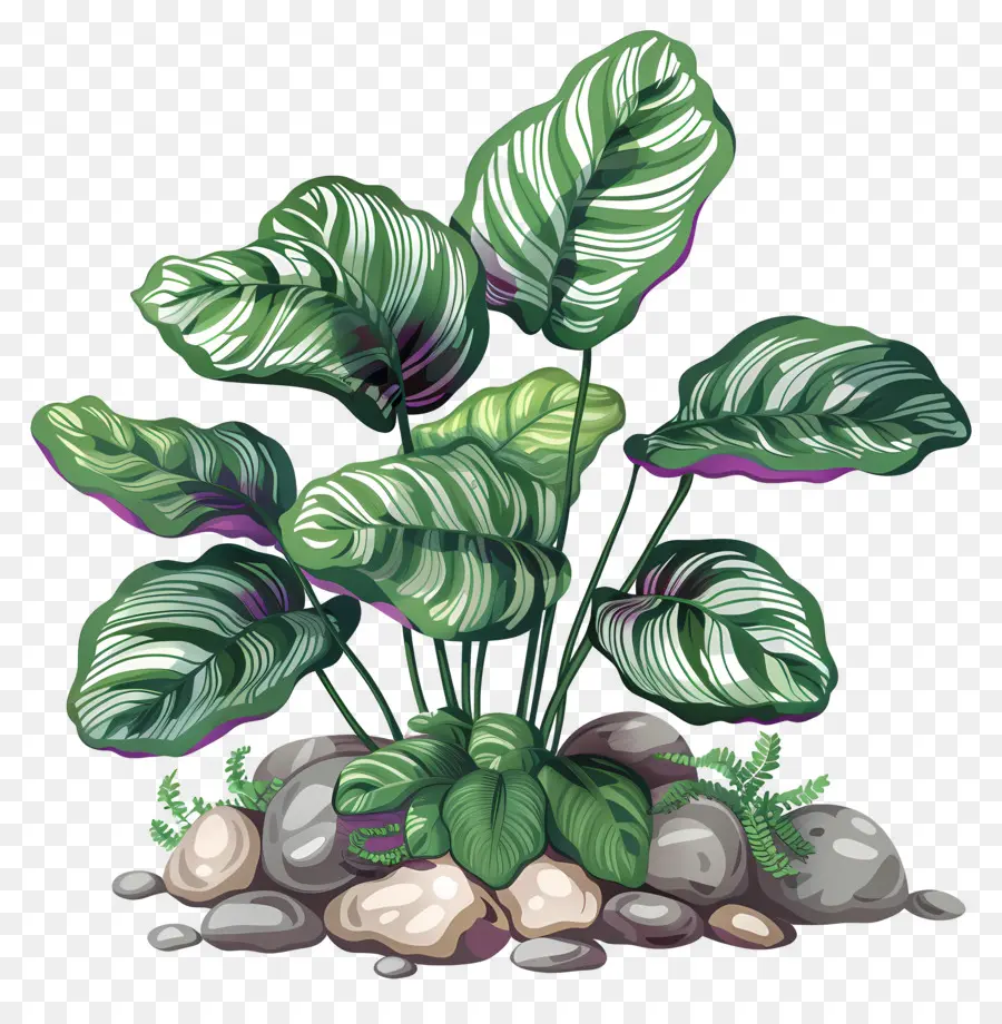 Калатея，горшечные растения PNG