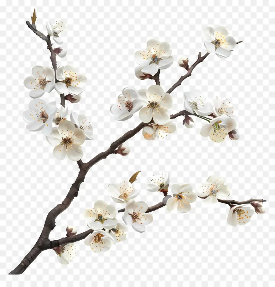 цветущая ветвь вишневого дерева，Дерево PNG