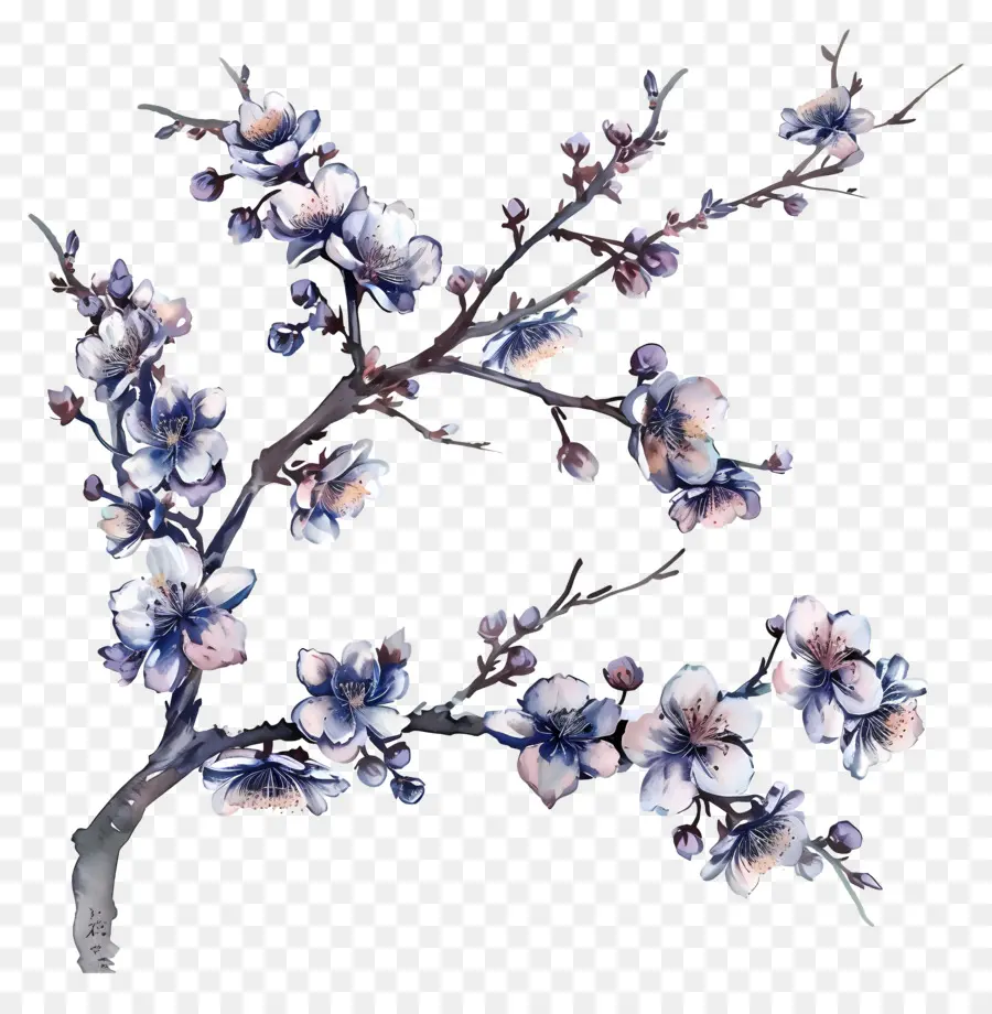 цветущая ветвь вишневого дерева，акварельная живопись PNG