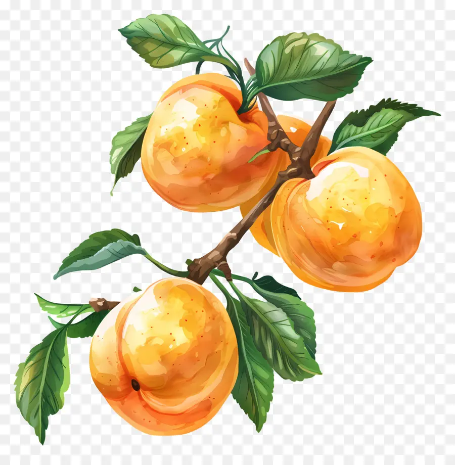 абрикосы，Абрикосовое дерево PNG