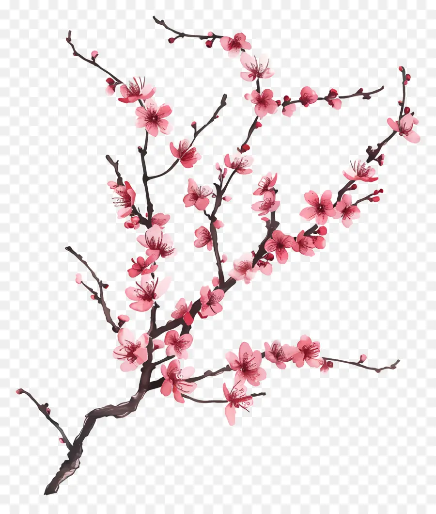 цветущая ветвь вишневого дерева，Вишневое дерево PNG