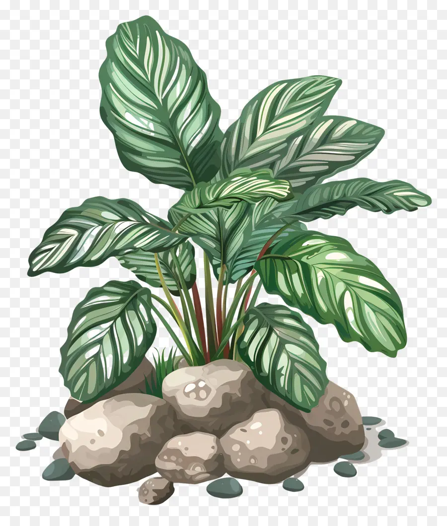 Калатея，зеленое растение PNG