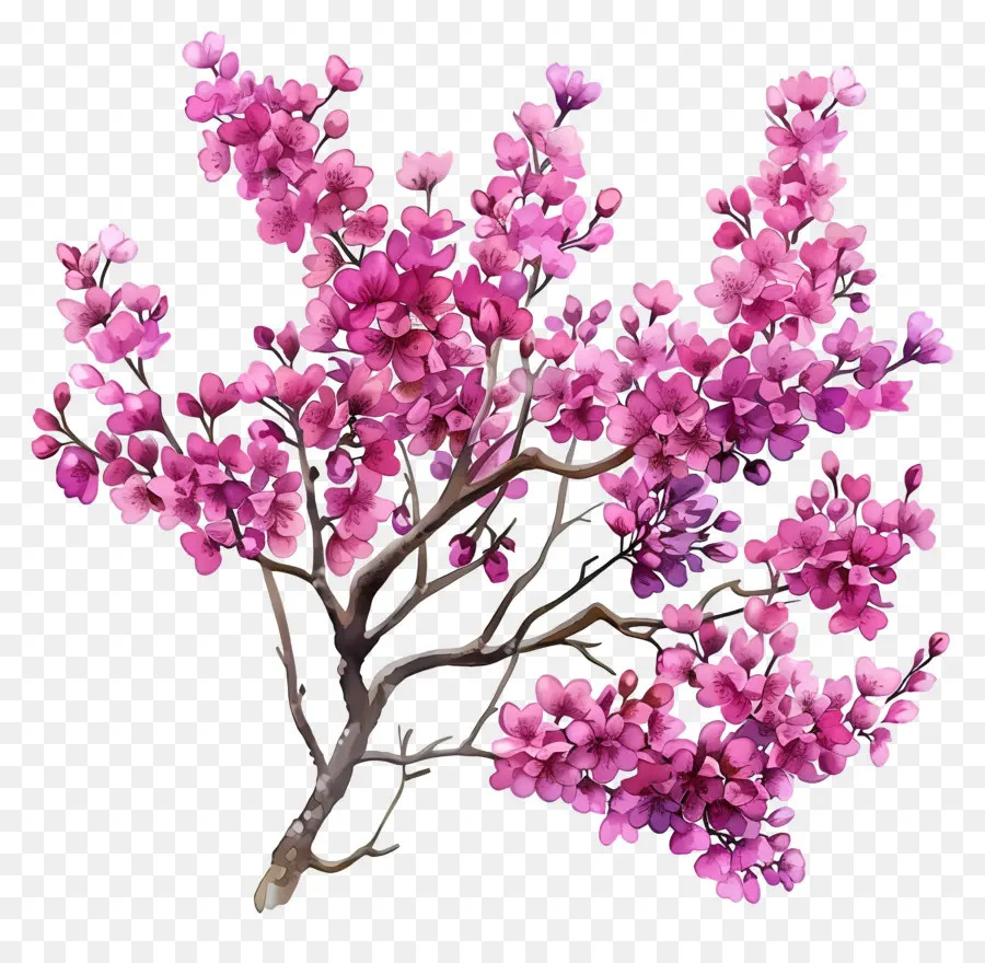 китайский редбад，Розовое цветущее дерево PNG