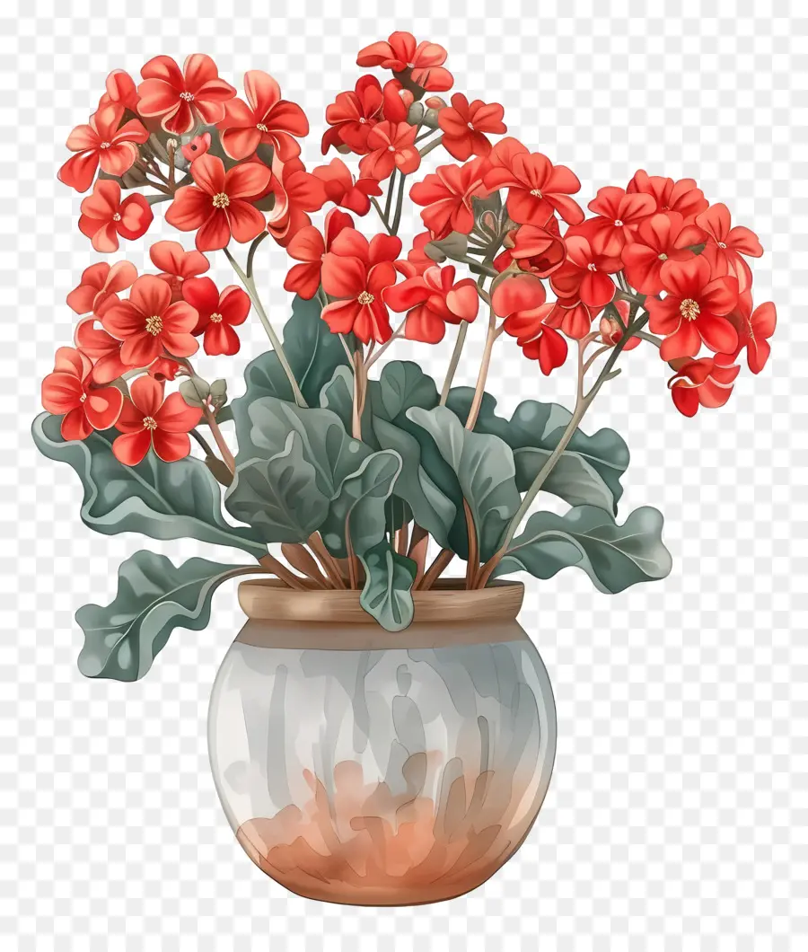 Каланхоэ завод，красные цветы PNG
