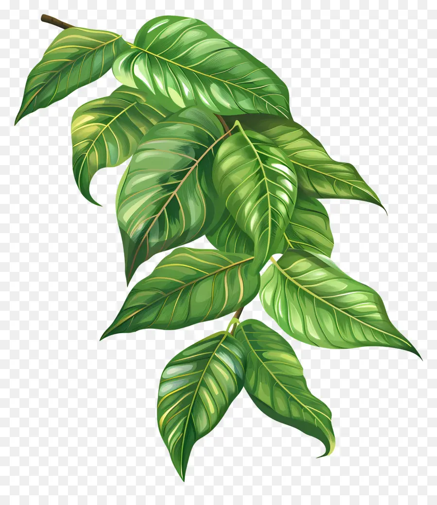 манго листья，пышное растение PNG