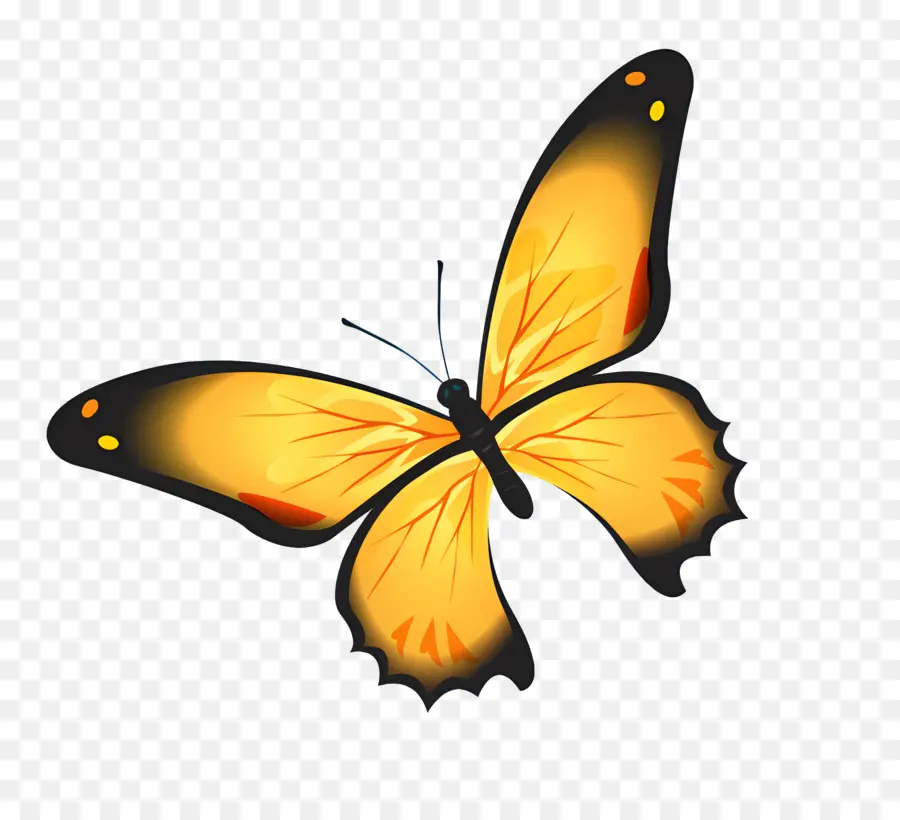 бабочки，Бабочка PNG