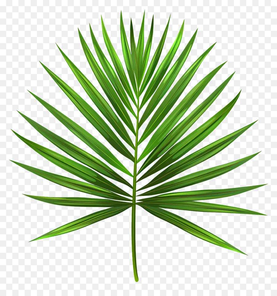пальмовый лист，зеленые листья PNG