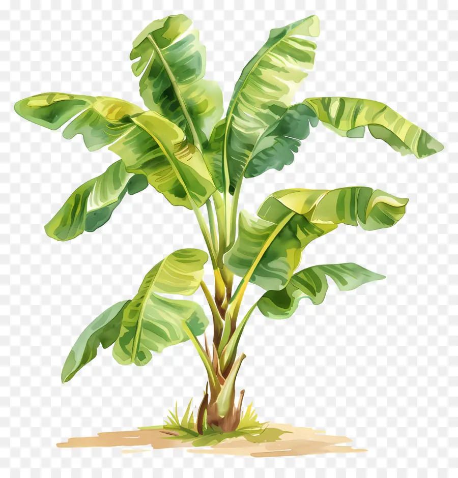 банановое дерево，растение PNG