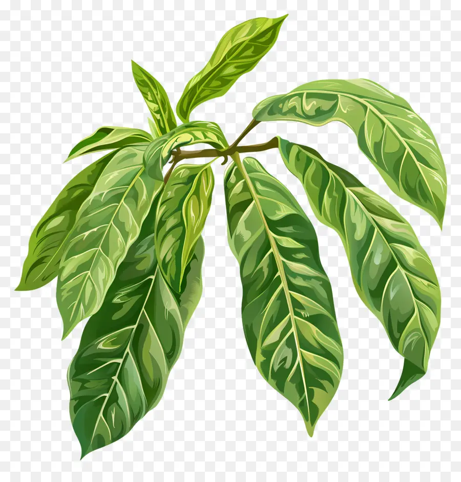 Листовой манго，зеленое растение PNG