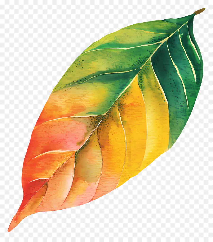 Листовой манго，акварельная живопись PNG