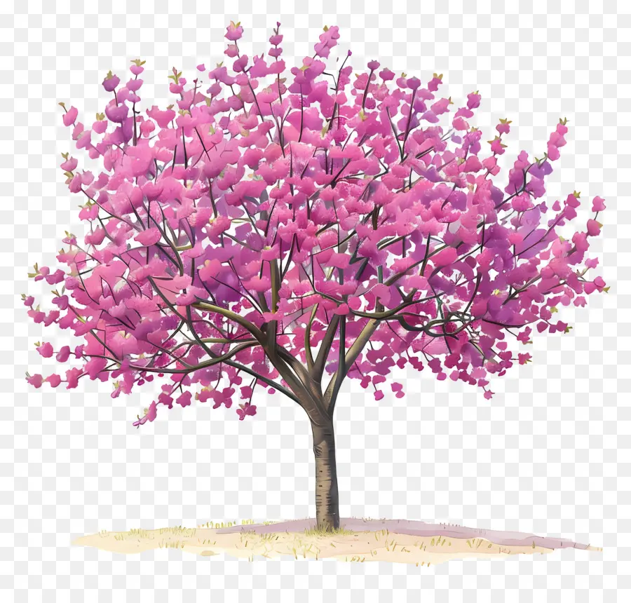 красное дерево，розовое дерево PNG