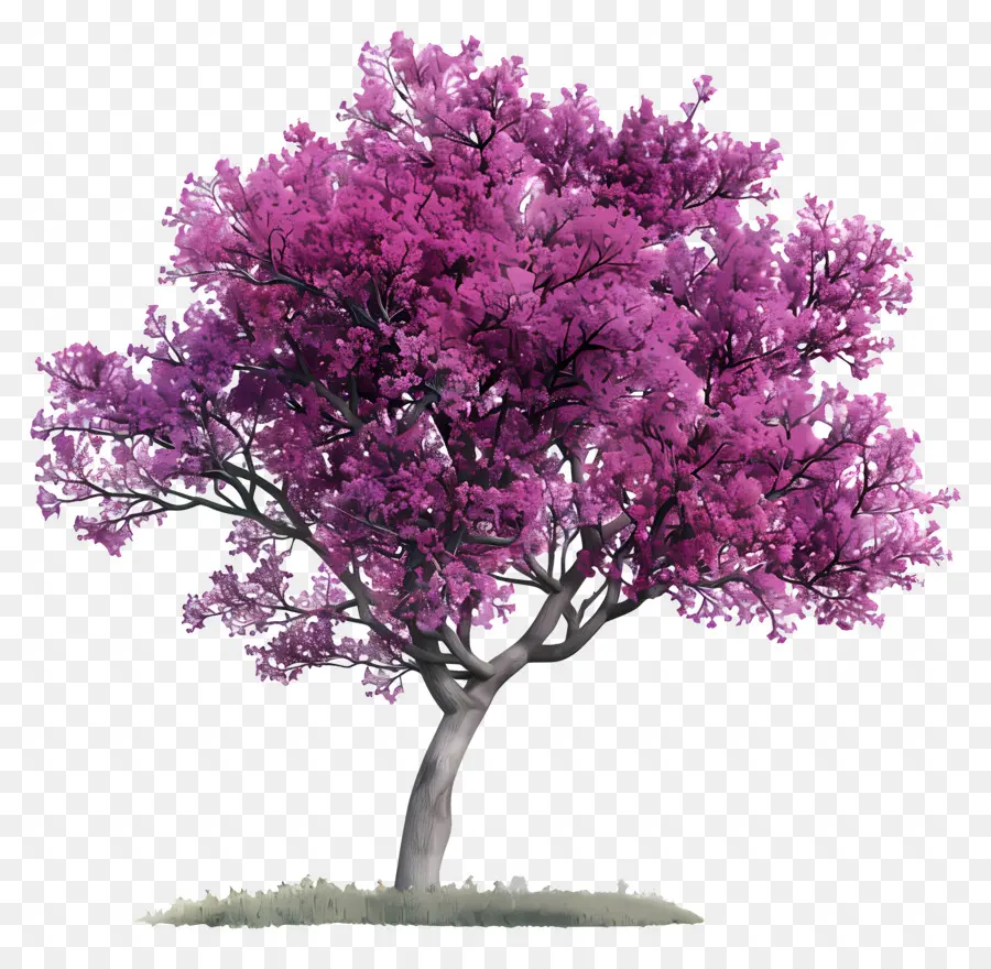 красное дерево，Розовое цветущее дерево PNG