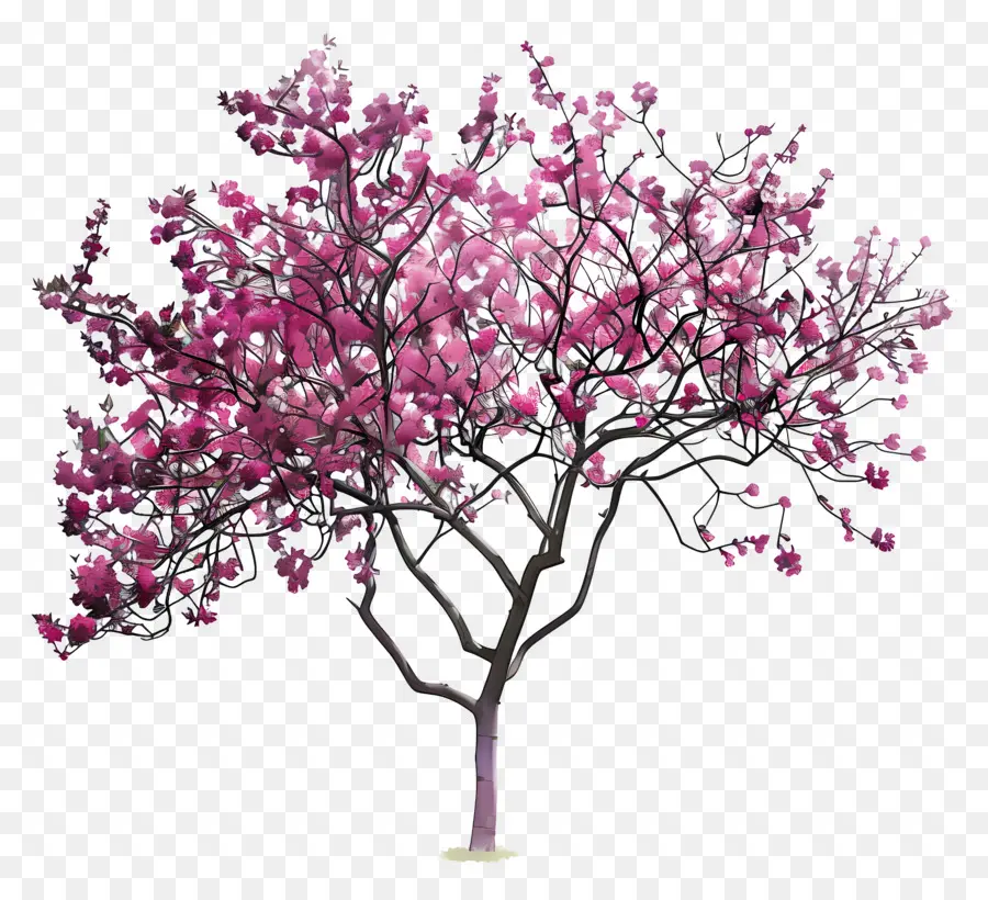 красное дерево，Розовое цветущее дерево PNG