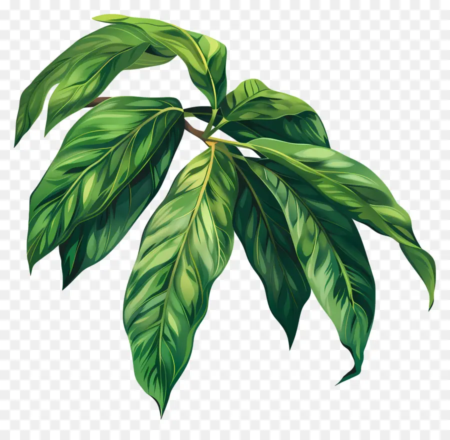 Листовой манго，зеленый лист PNG