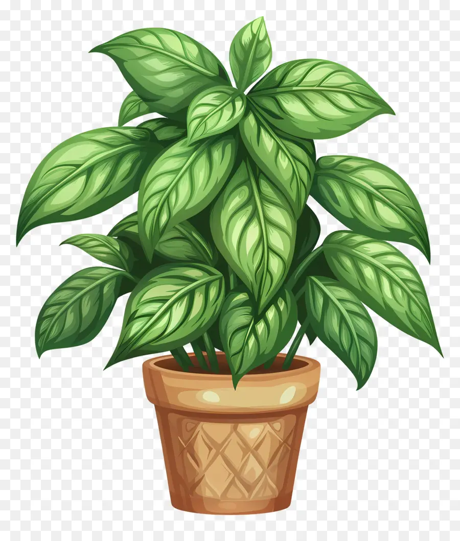 комнатные растения，зеленое растение PNG