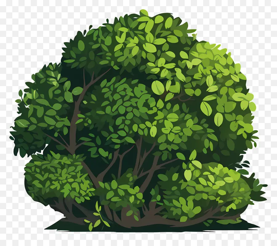 хеджирование，зеленое дерево PNG