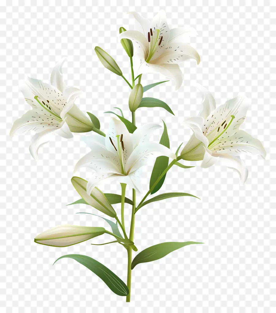похороны，белые лилии PNG