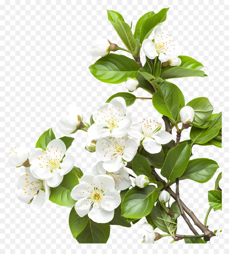 счастливый день матери，белые цветы PNG