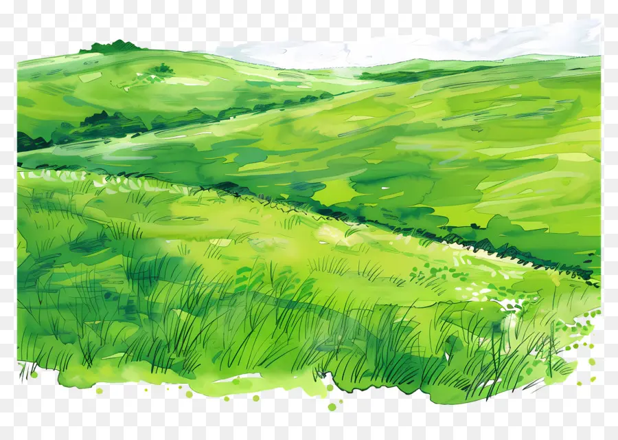 зеленое поле，полевые цветы PNG