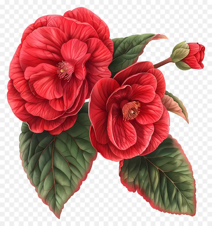 цветок бегония，цветы гибискуса PNG