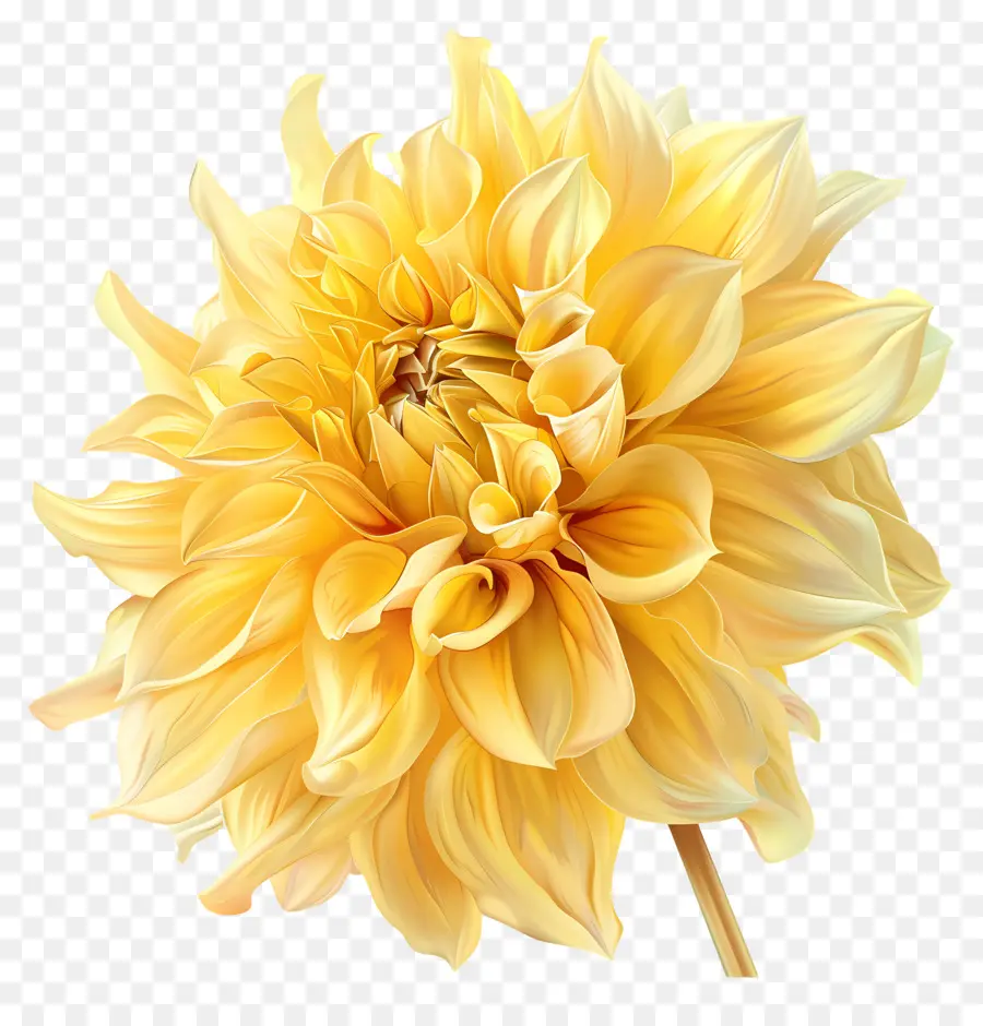 Желтый цветок，Нарцисс PNG