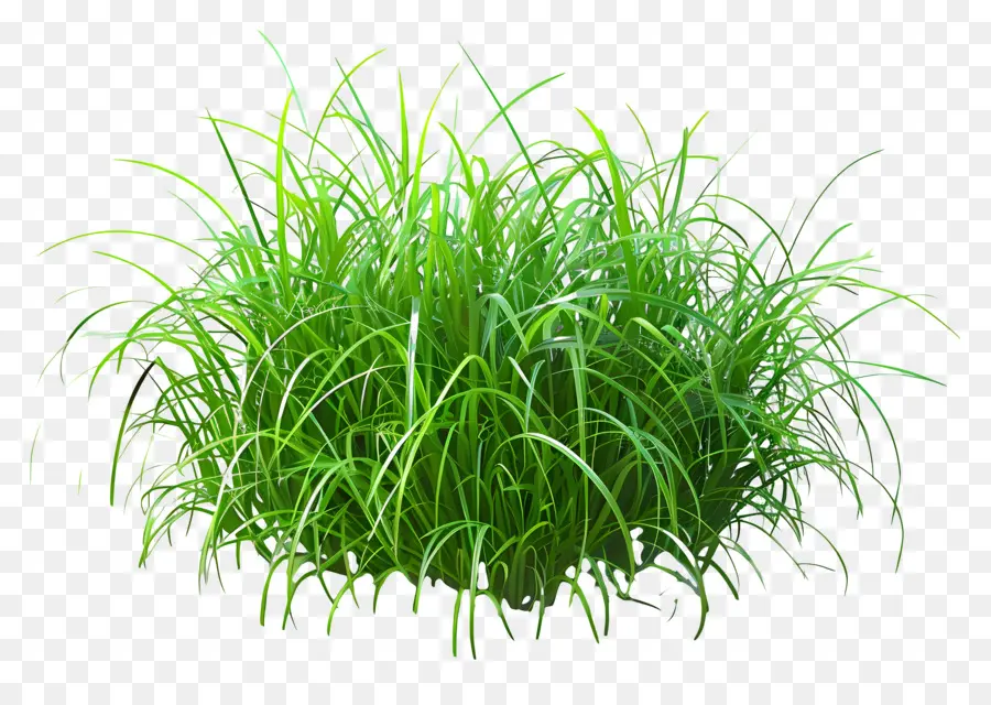 травяной куст，высокая трава PNG