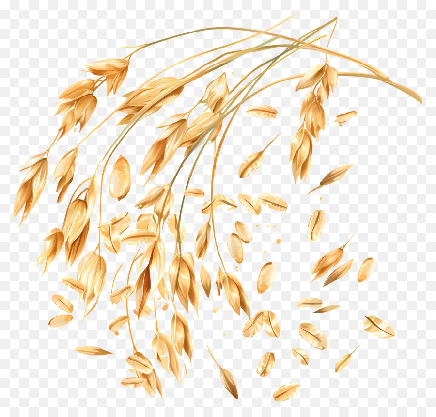 овес，Пшеницы PNG