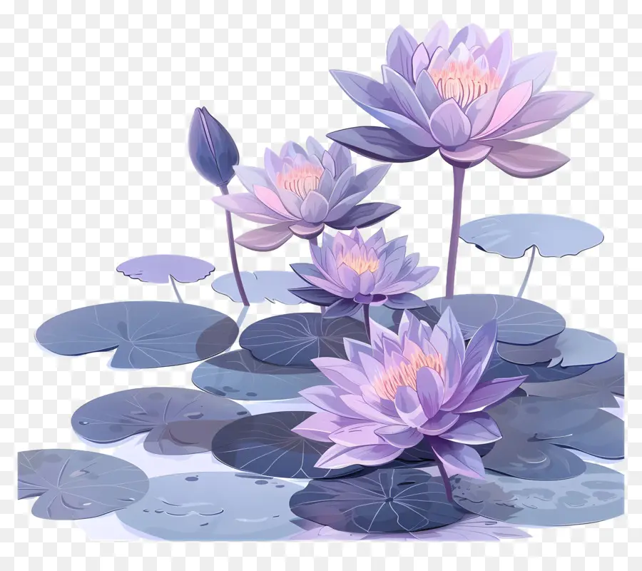 фиолетовая вода лилии，цветы лотоса PNG