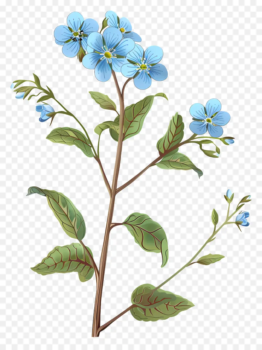 забудьте меня не цветок，маленький синий цветок PNG