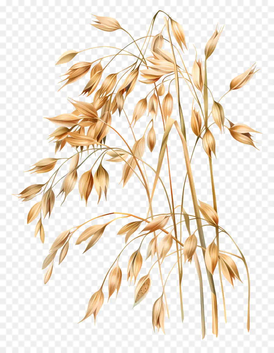 овес，Пшеницы PNG