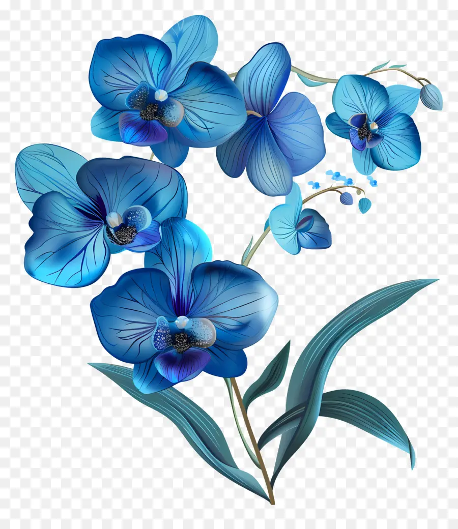 синие орхидеи，букет PNG