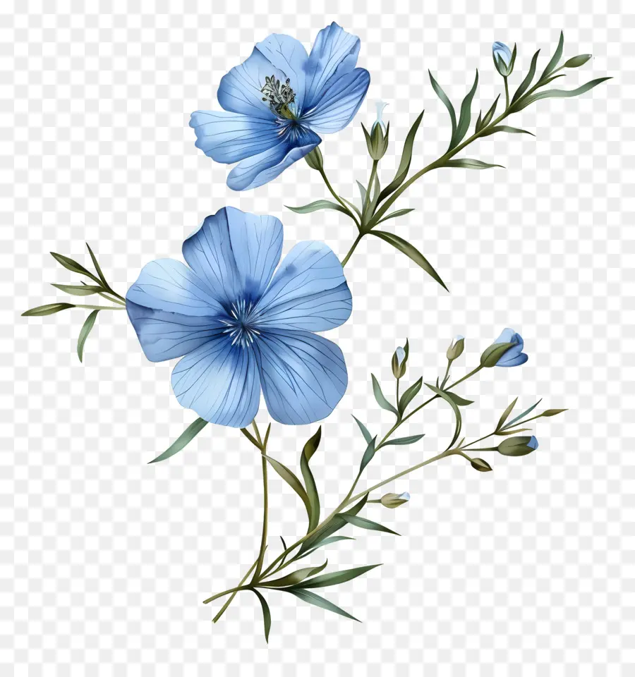 Синий льняной многолетний год，Голубой цветок PNG