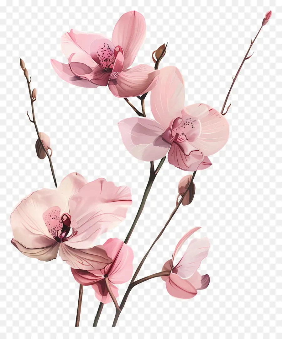 Орхидеи，филиал цветок PNG