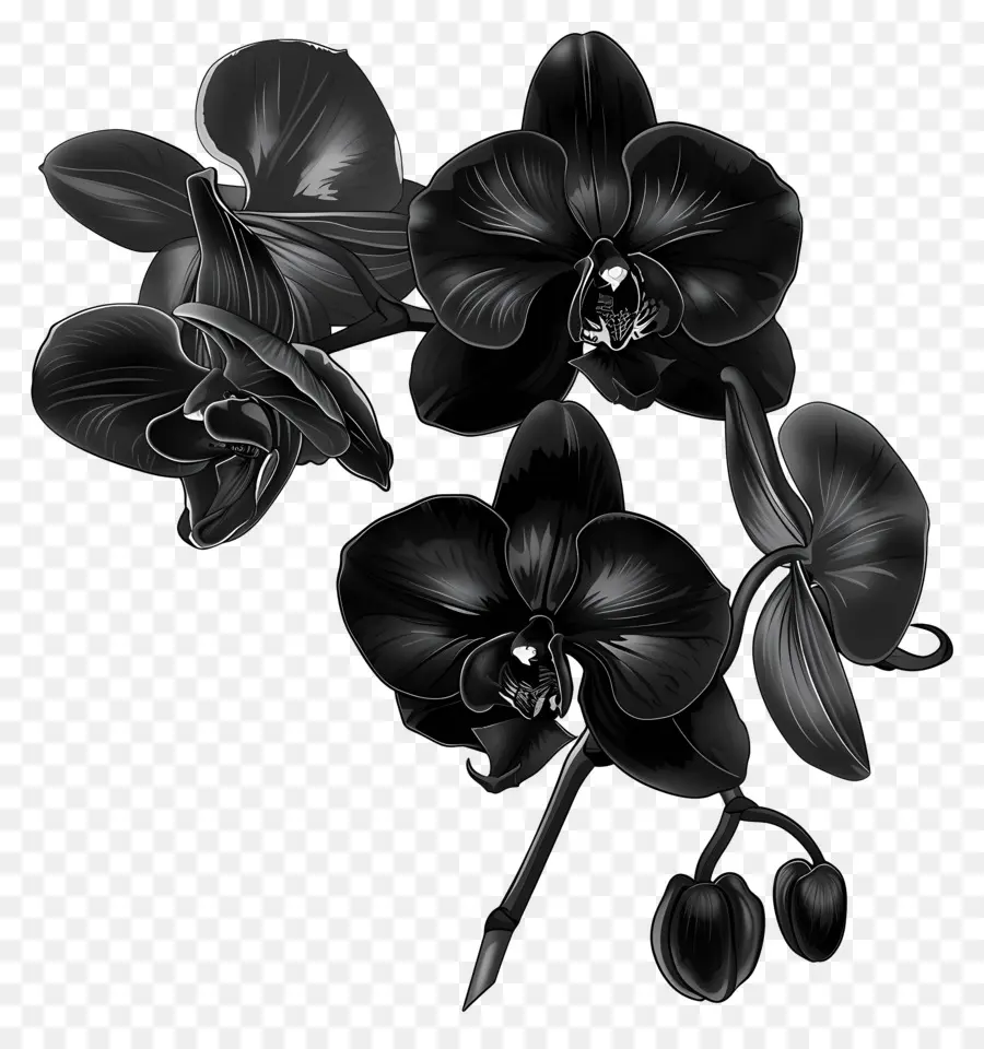 черные орхидеи，цветочная композиция PNG