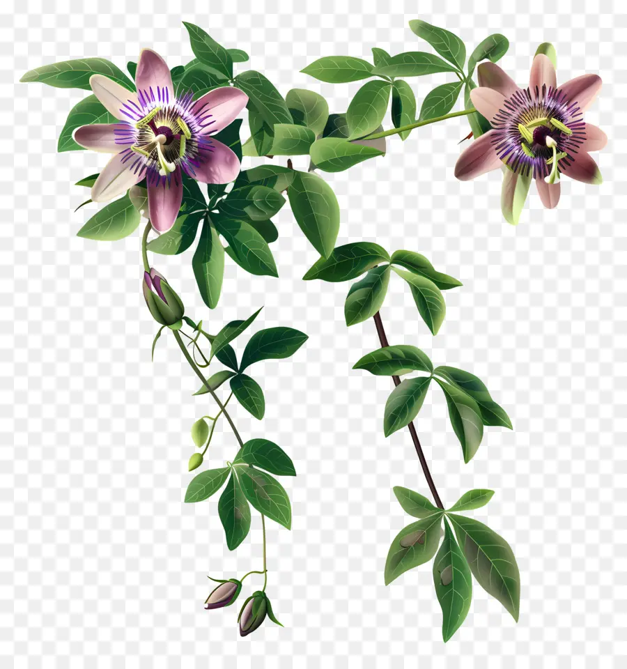 Страстная цветочная лоза，Страсть Цветочное растение PNG
