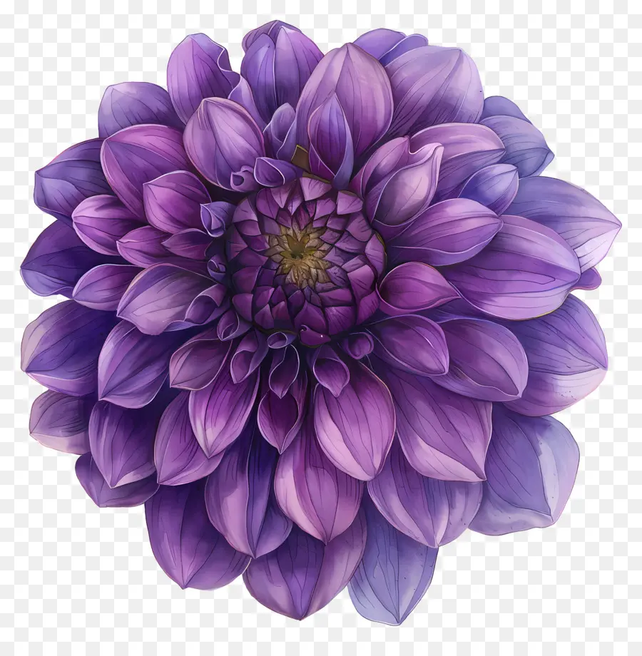 Фиолетовый цветок Далиа，лепестки PNG