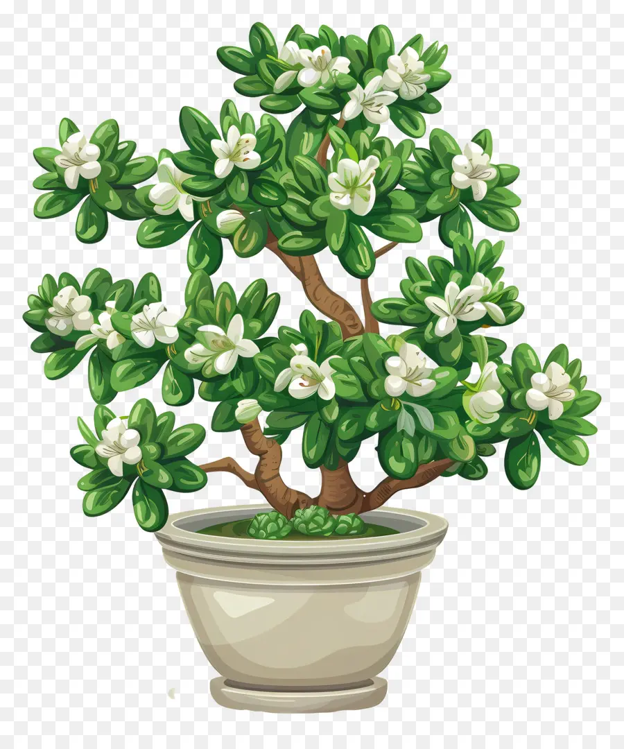 нефритовый цветок в горшках，бонсай дерево PNG