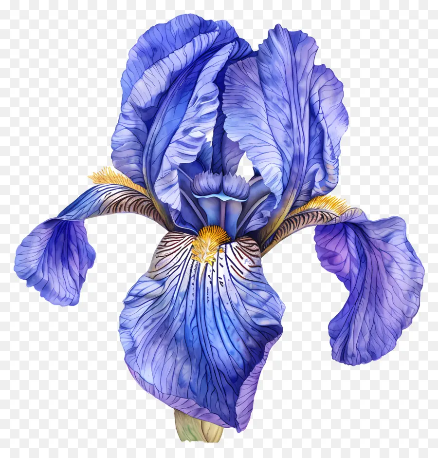 ирис цветок，Голубой ирис PNG