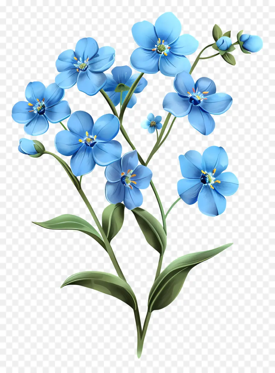 забудьте меня не цветок，синие цветы PNG