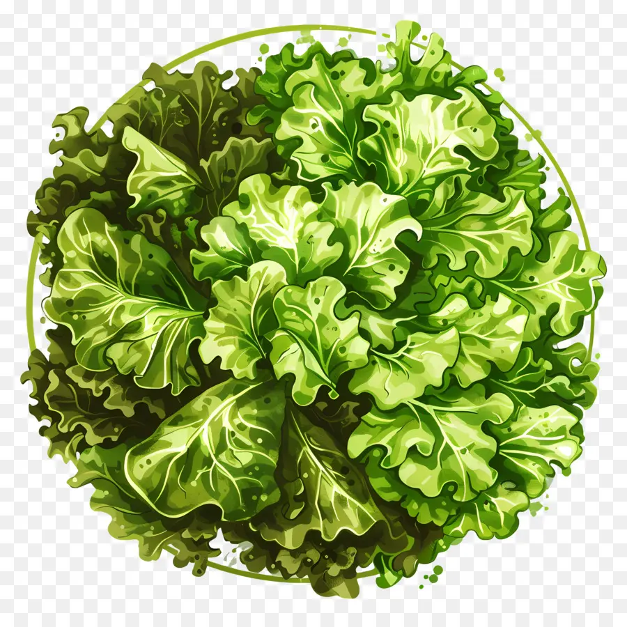 Зеленый салат，Lettuce PNG