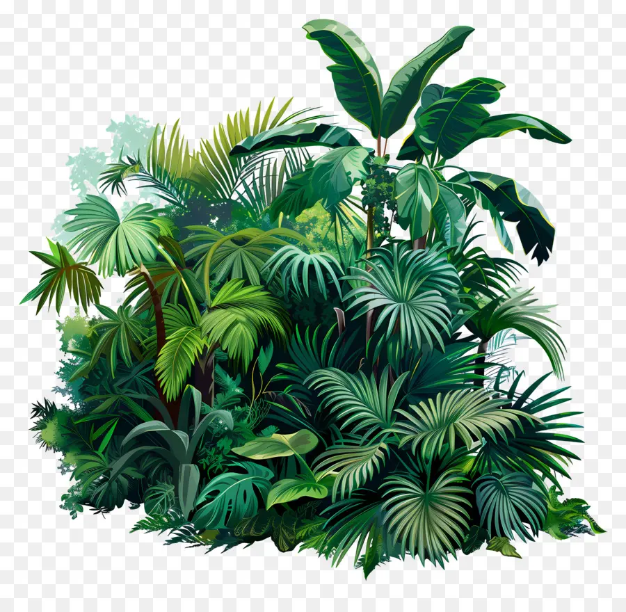 Джунгли тропические леса，Rainforest PNG