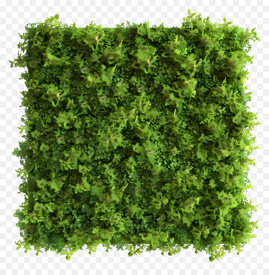 стены мох，зеленый мох PNG