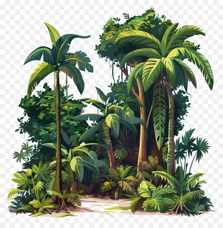 Тропический лес，пышная растительность PNG