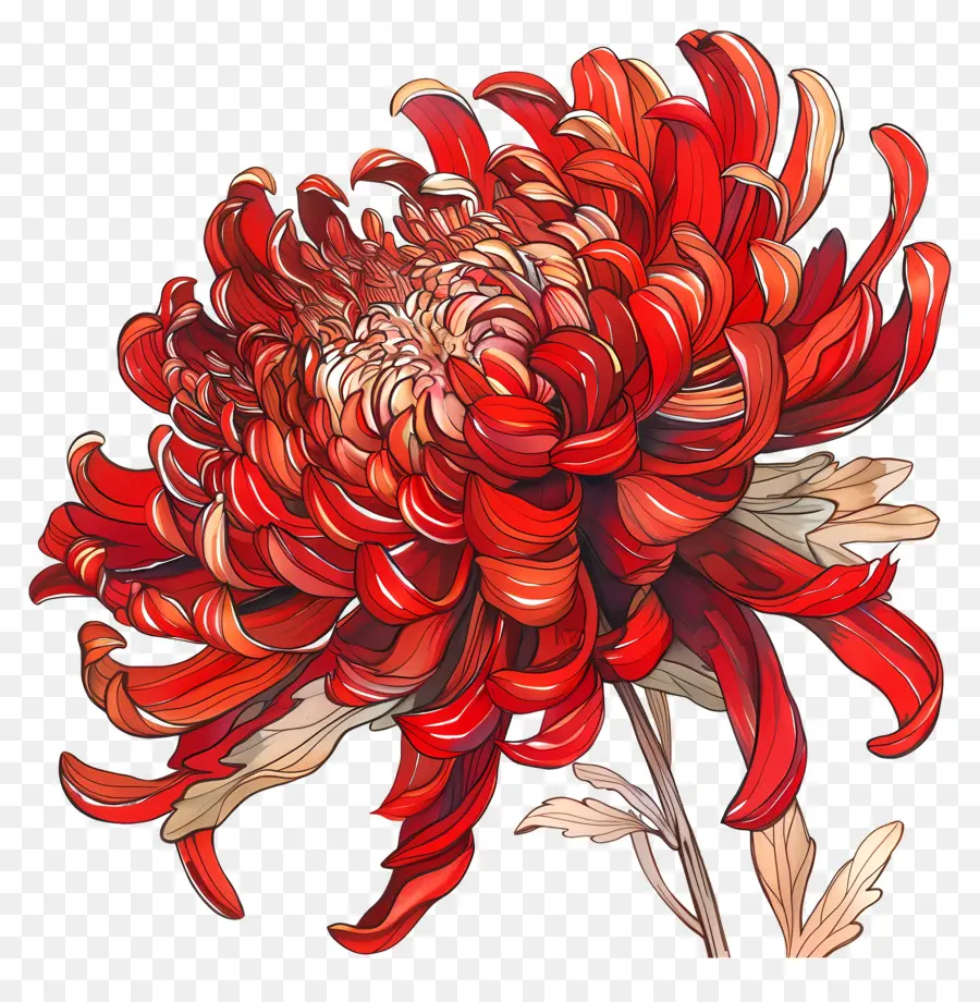 Красная хризантема，акварель PNG