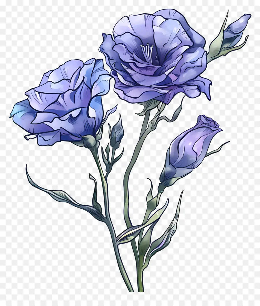 Синий лизиант цветок，фиолетовые цветы PNG