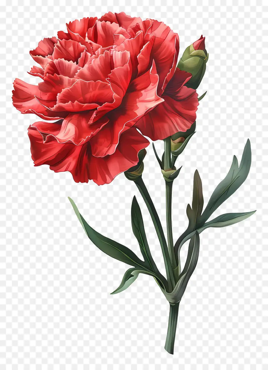 цветок гвоздика，Красная гвоздика PNG