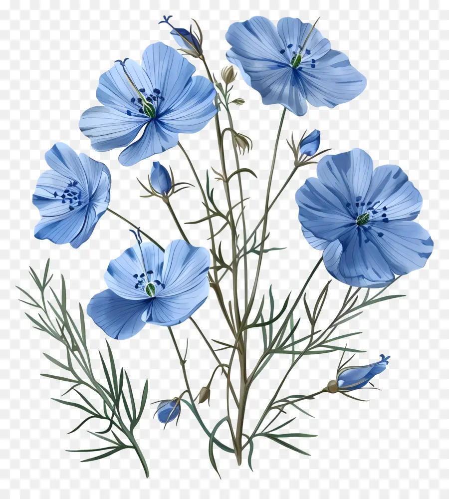 Синий льняной многолетний год，синие цветы PNG
