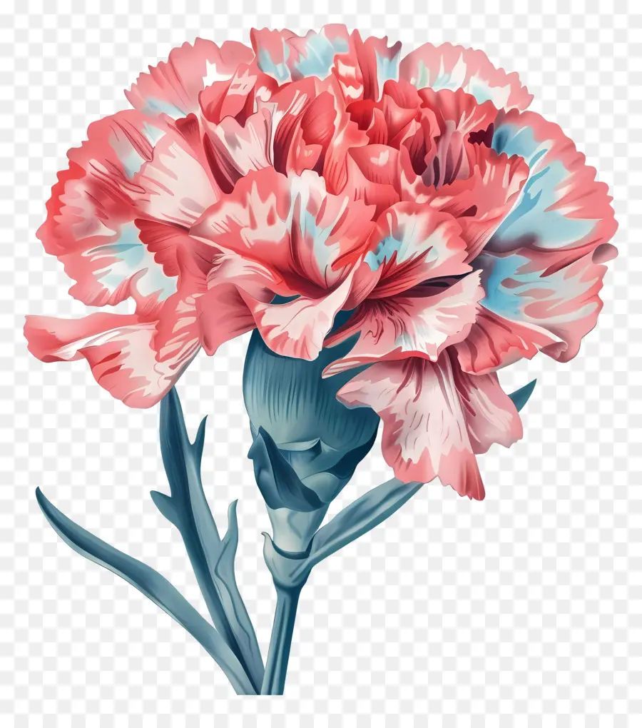 цветок гвоздика，розовые и голубые лепестки PNG
