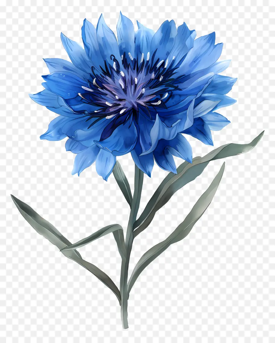 Синий кукурузный цвет，Голубой цветок PNG